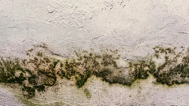 Green and black mold line along a wall surface