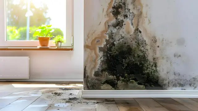 Dark mold growing in a room corner beside a window